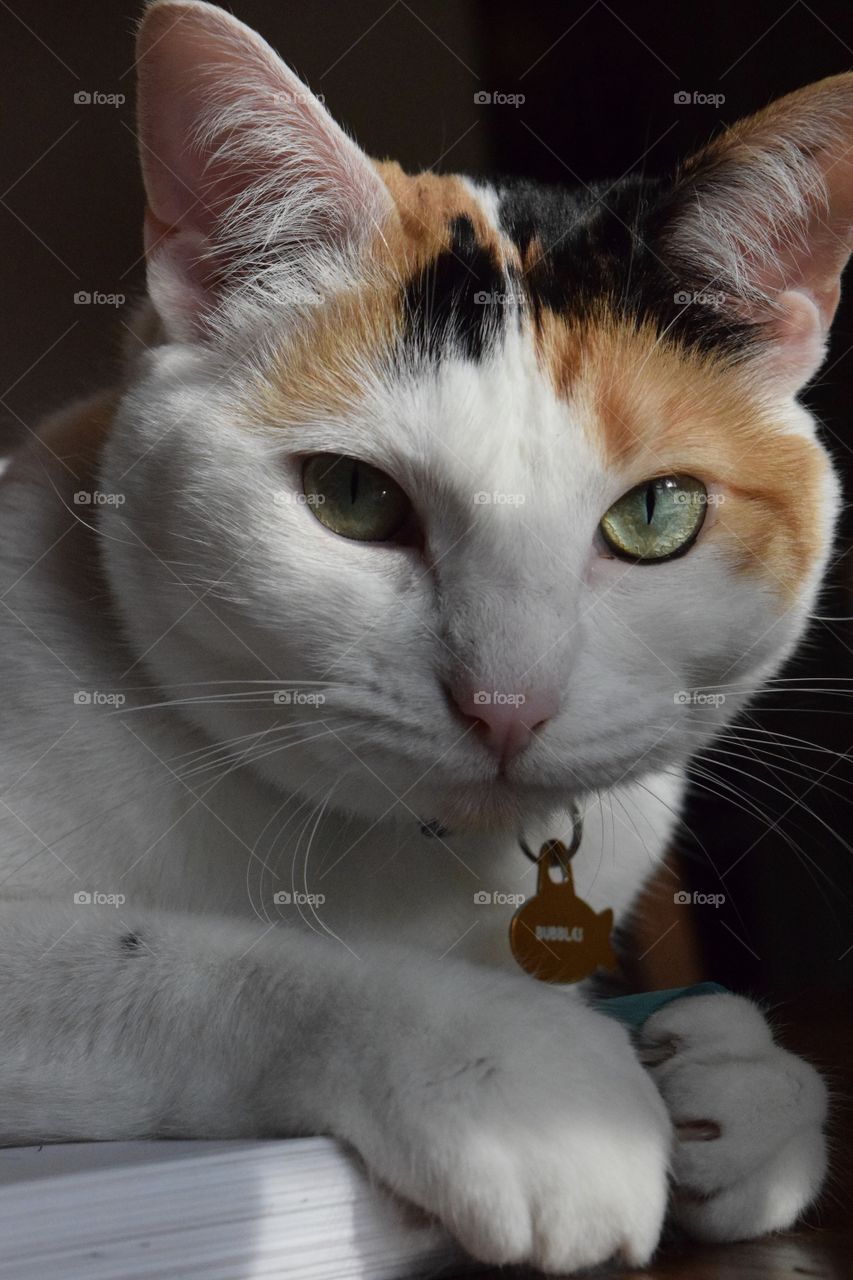 Being rotten and playing with homework! This silly girl can be the sweetest cat ever, and then she can be so very rotten! Getting into things she shouldn’t. She always says she’s innocent. I believe her, most of the time. 😜