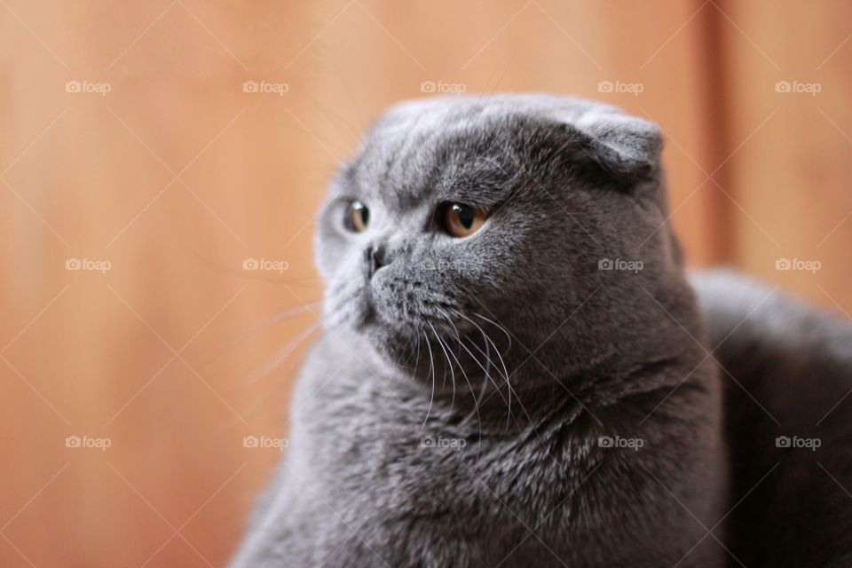 Scottish fold cat on orange background