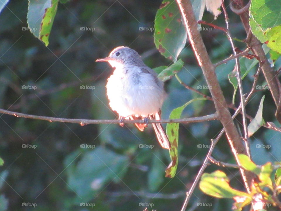 Fledgling  Blue-Grey Gnatcatcher