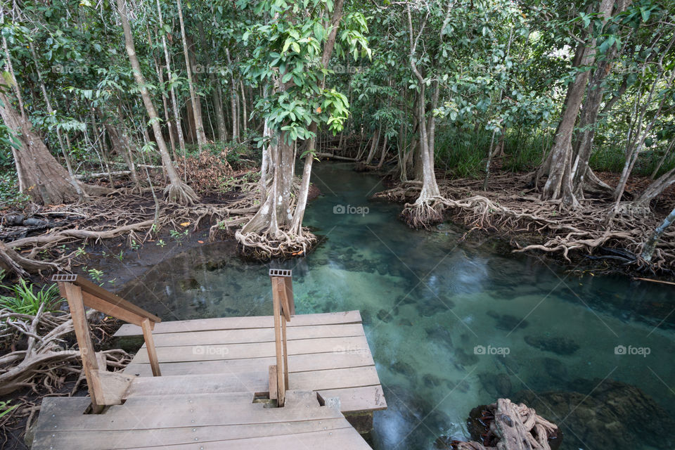 Blue water in Mangrove forest 