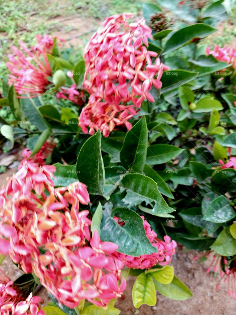 Ixora Chinensis