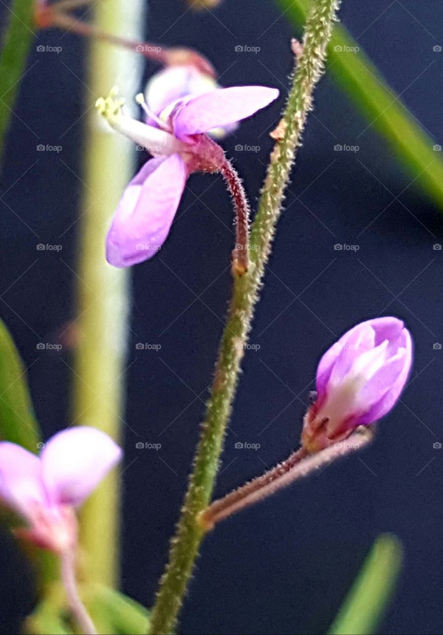 Flower, No Person, Nature, Flora, Leaf