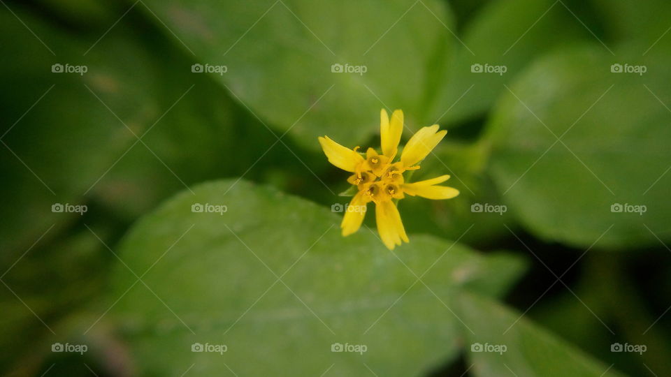 the most beautiful blooming small yellow colour flowers in my farm