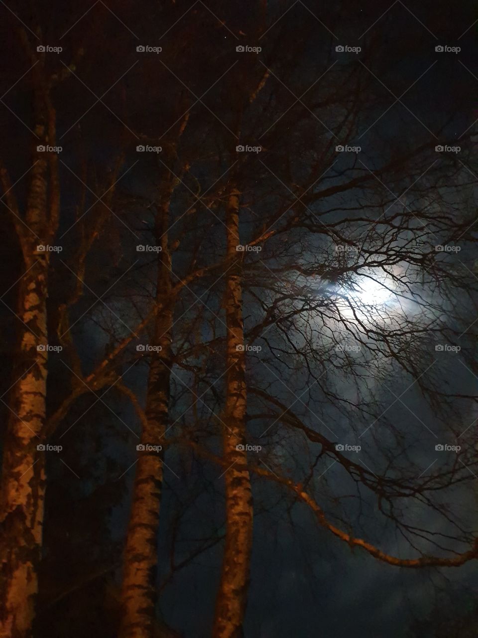 Moon through branches of birch