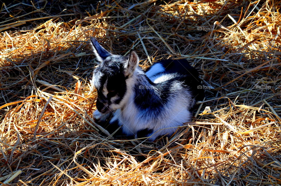 Baby Goats