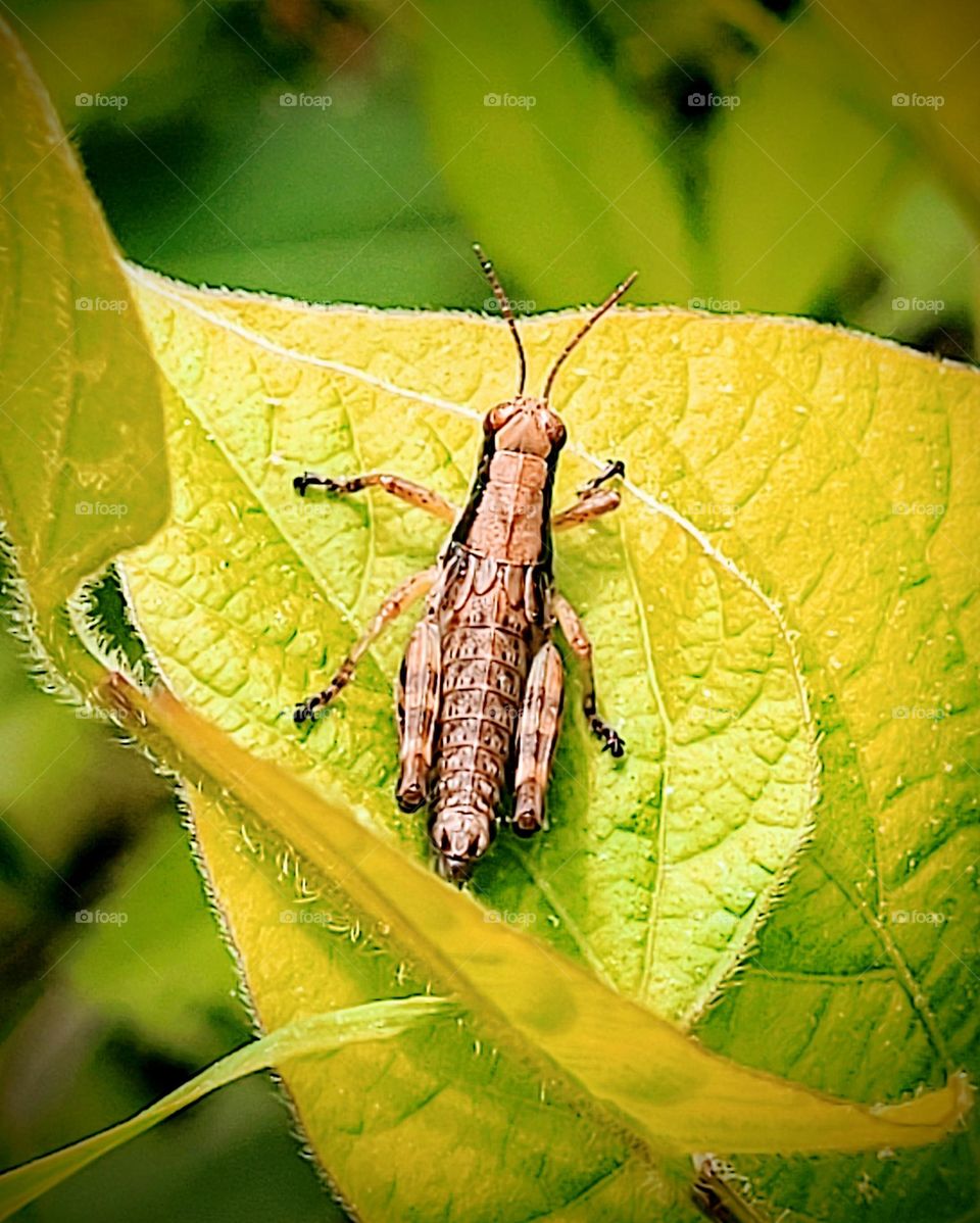Bug on a Leaf