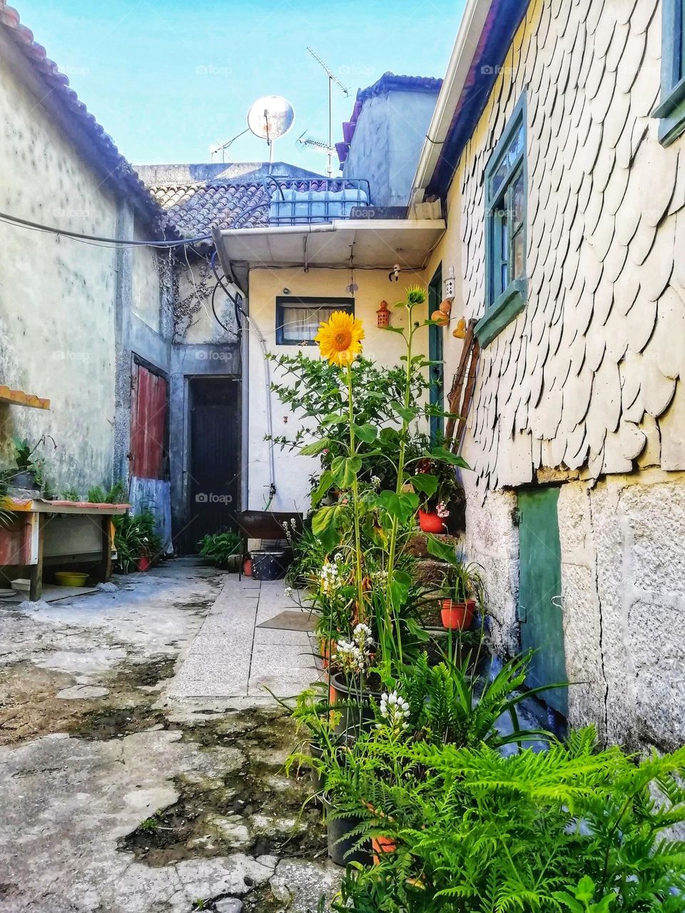 Urban nature: plants