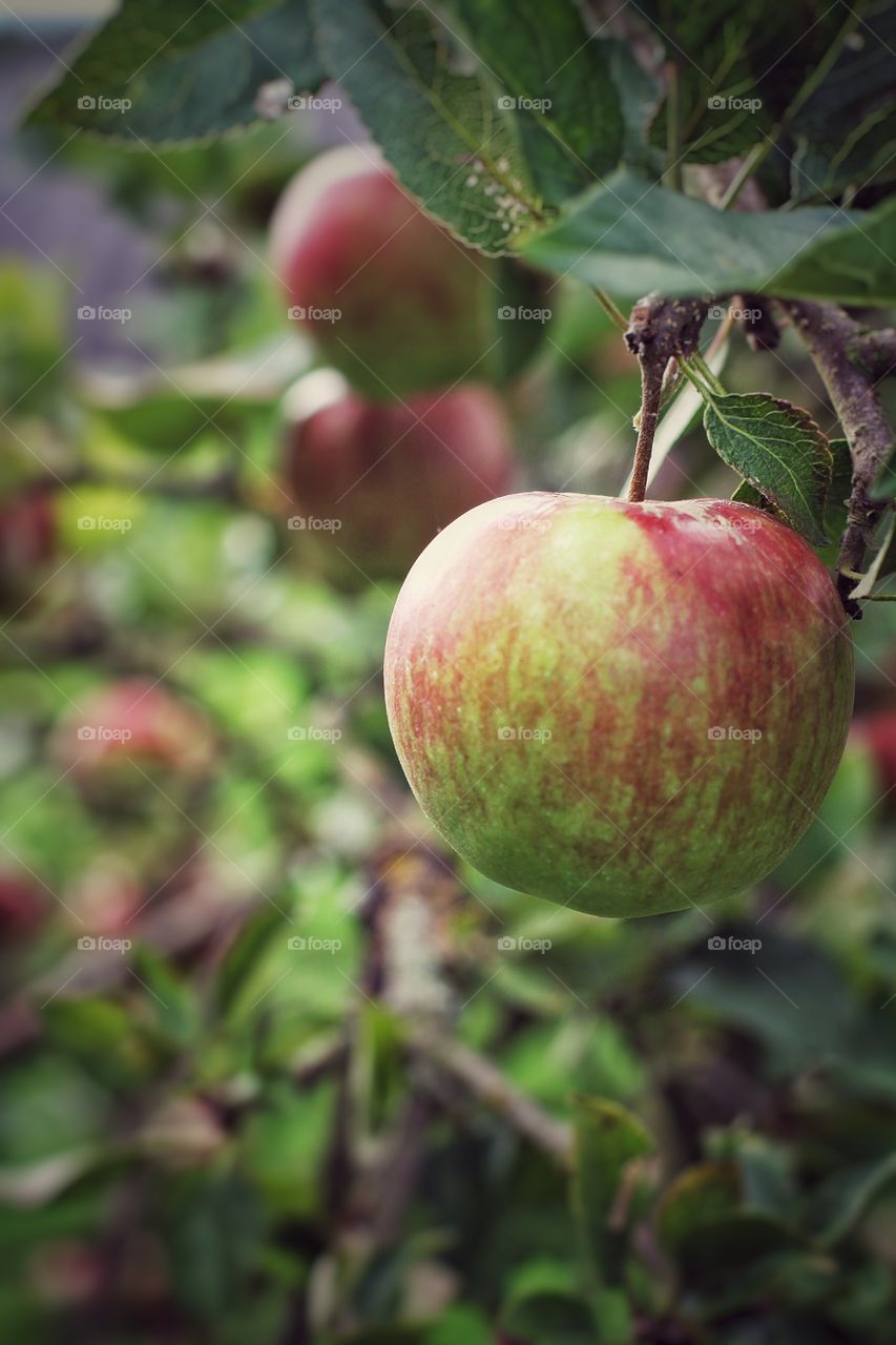 Apples. Green and Red Apples hanging from the tree.