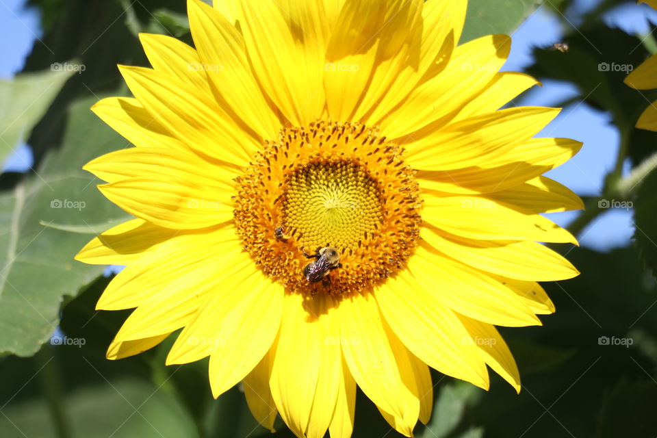 Happy Sunflower