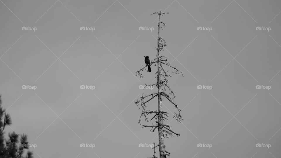 A solitary bird sits on the highest branch to get a good view of its surrounding.