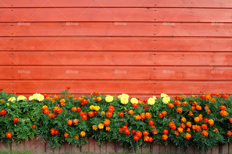 Flowers and wooden wall