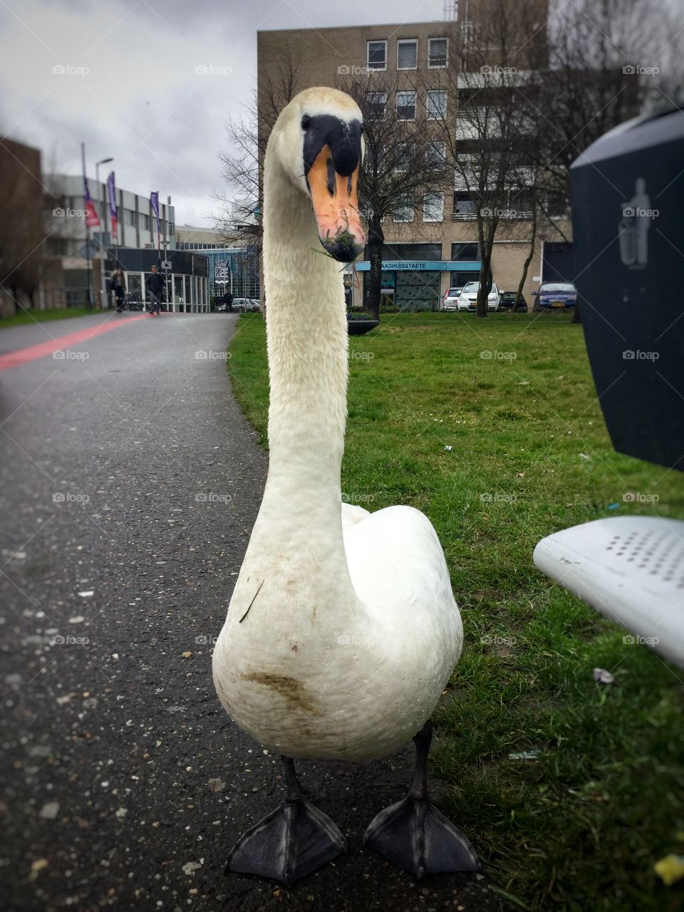 
Swan  is in the city

