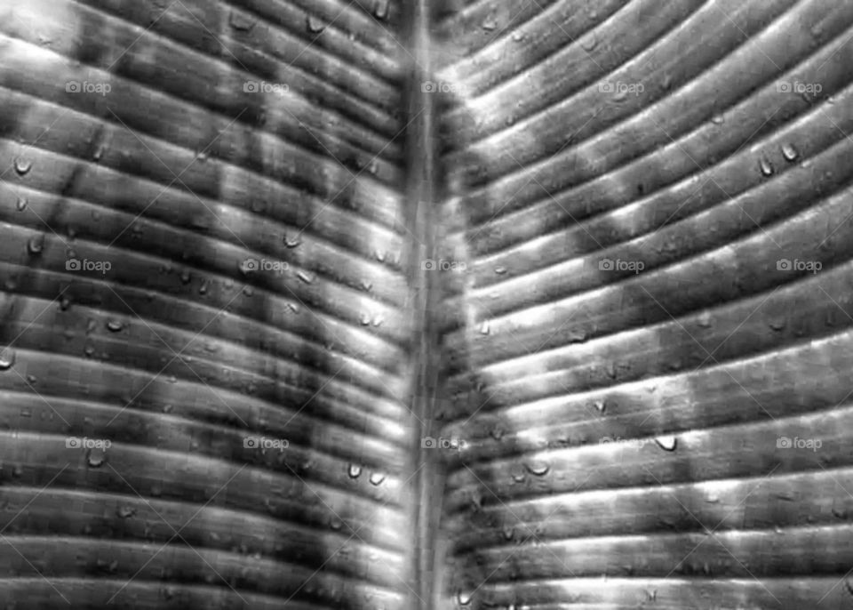 beautiful structure of leaf amazing natural view