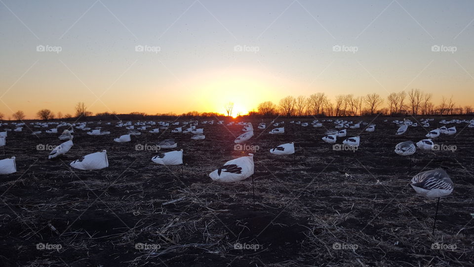 snow goose at sunrise
