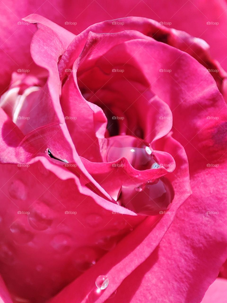 Droplets on a pink rose
