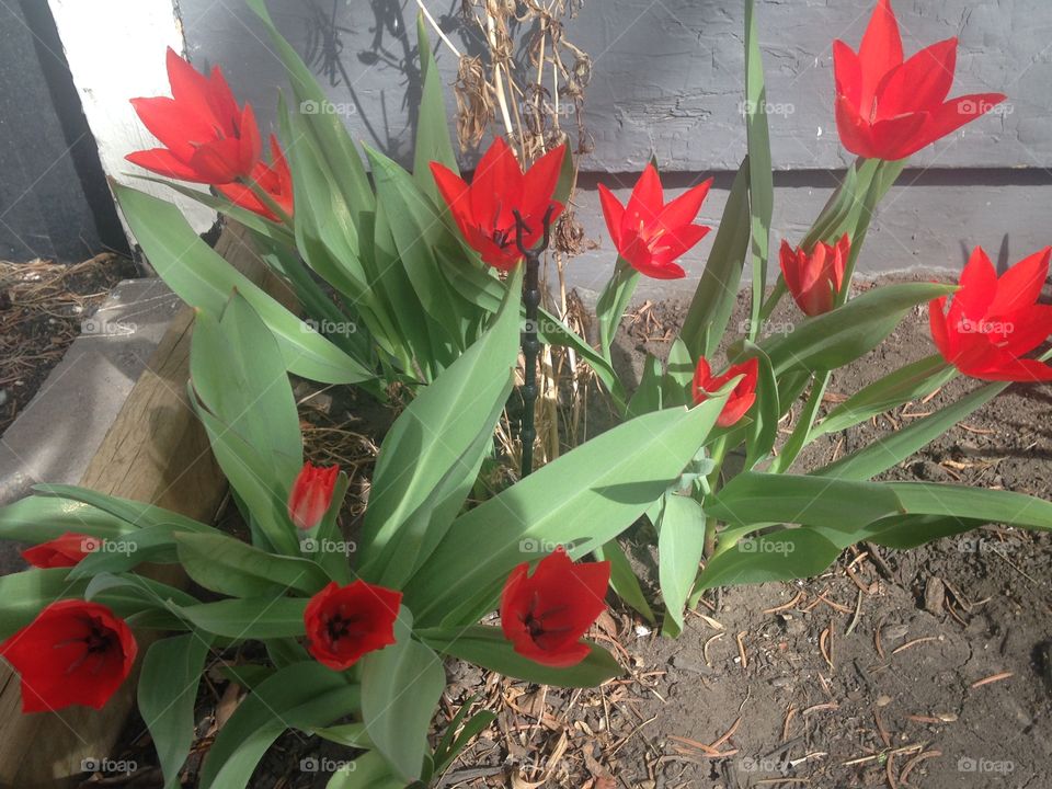 Tulips in spring