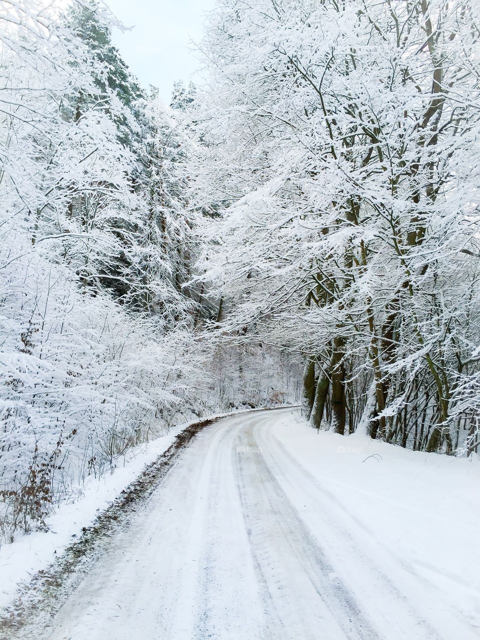 Winter road amidst winter trees