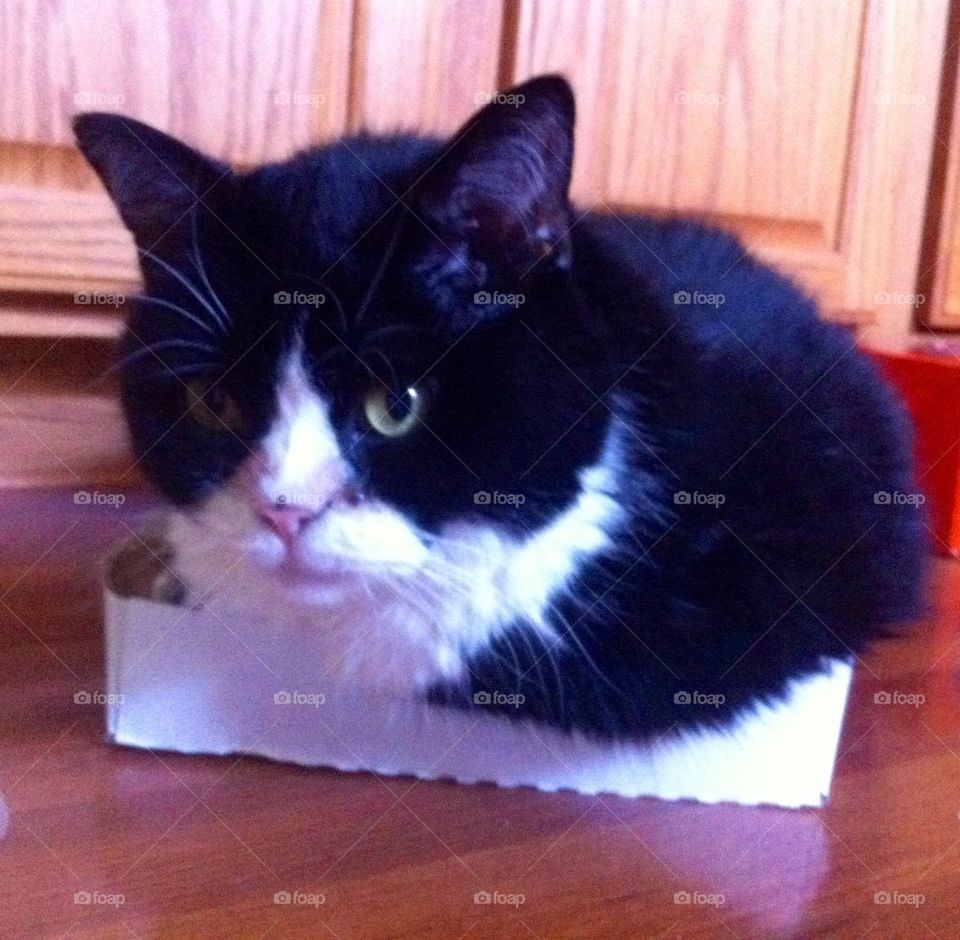 Cat in a box