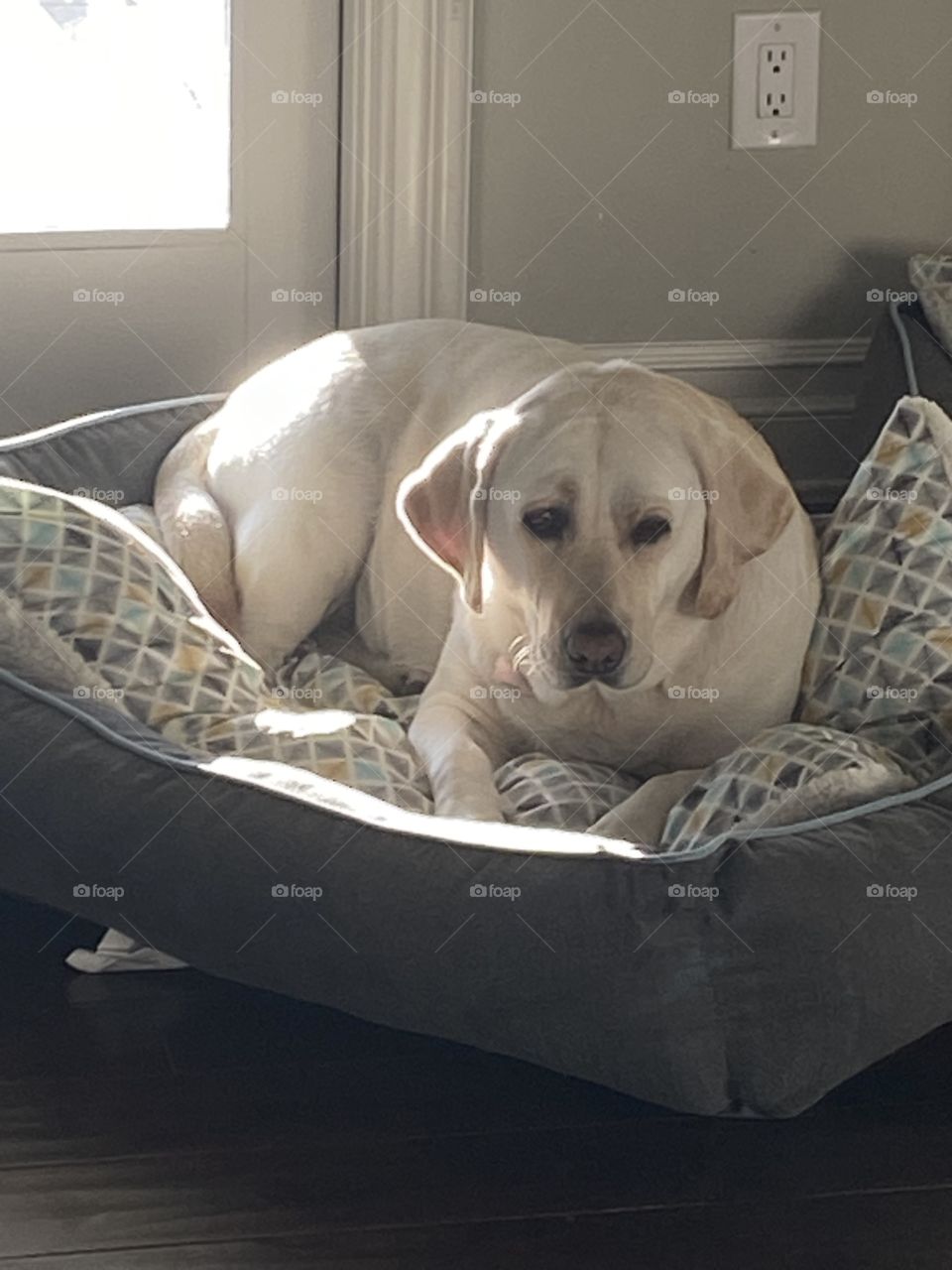 ᔕᑌGᗩᖇ/ ᗪOG Oᖴ ᑌᔕᗩ❤️