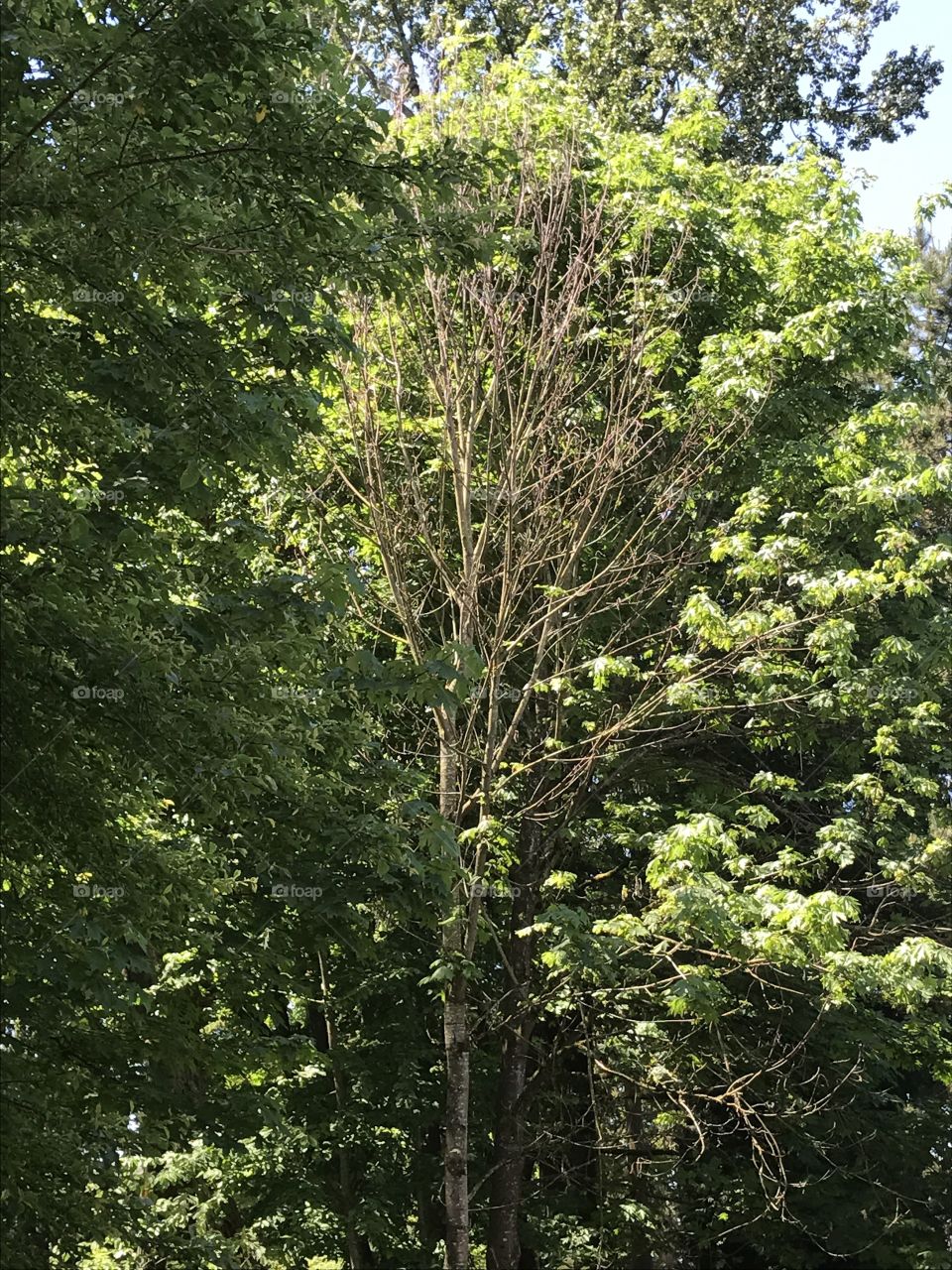 The woods around my apartment.