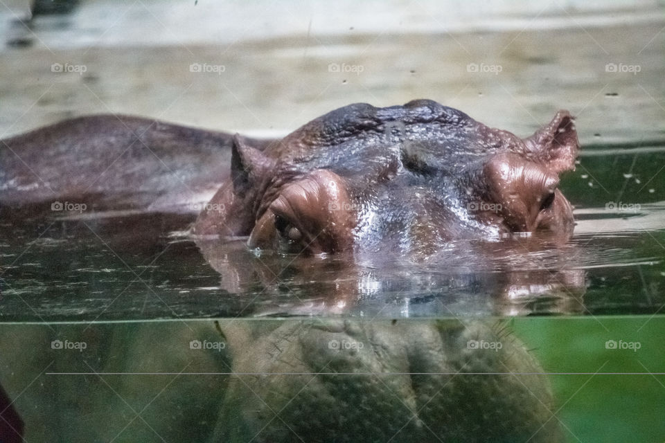 Hippopotamus