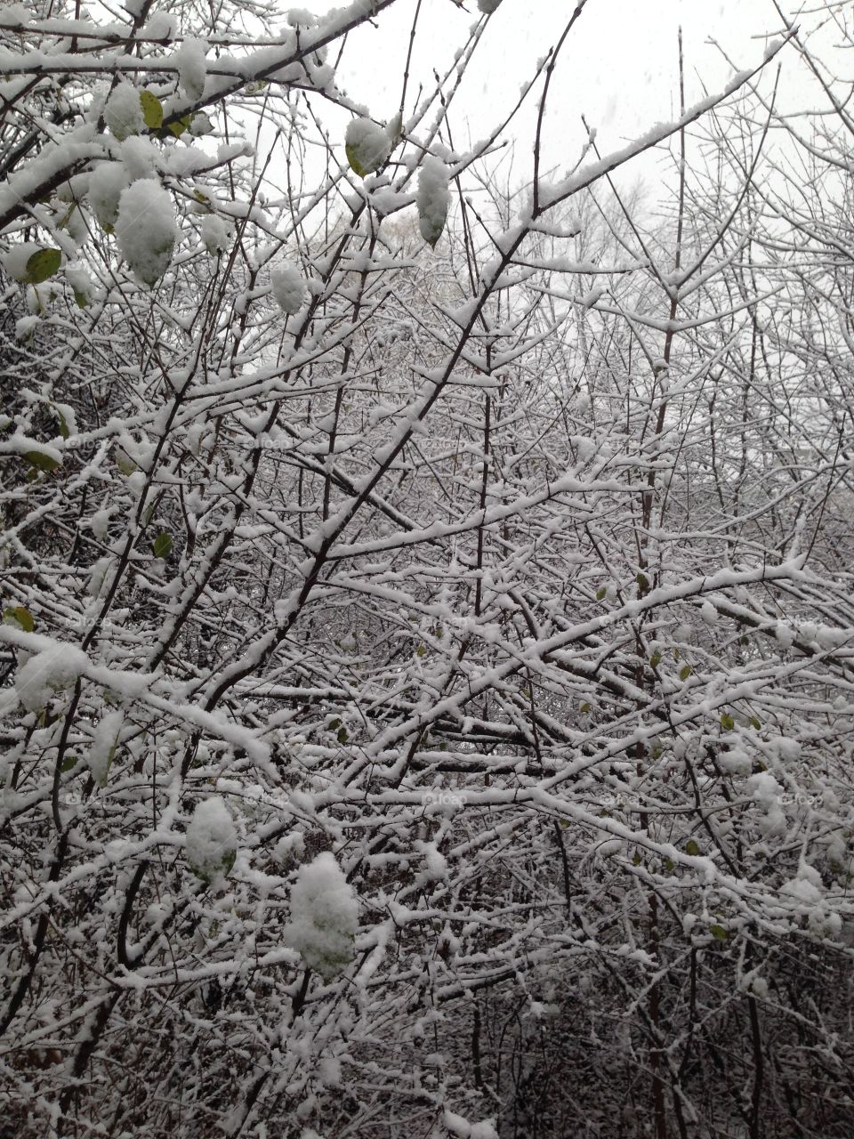 Winter, Frost, Tree, Snow, Season