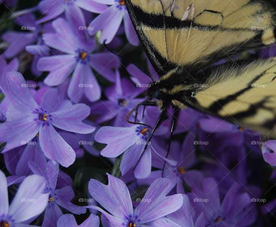 Close-up of butterfly on purple flower