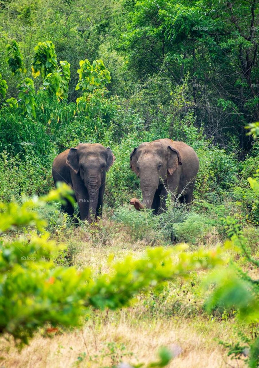 Why is he looking at us