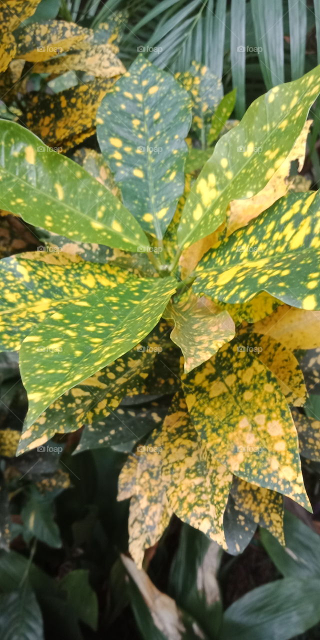 speckled leaves