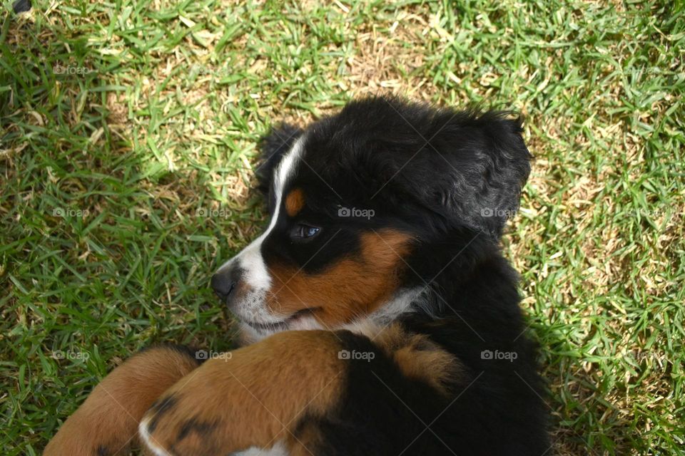Puppy bernece