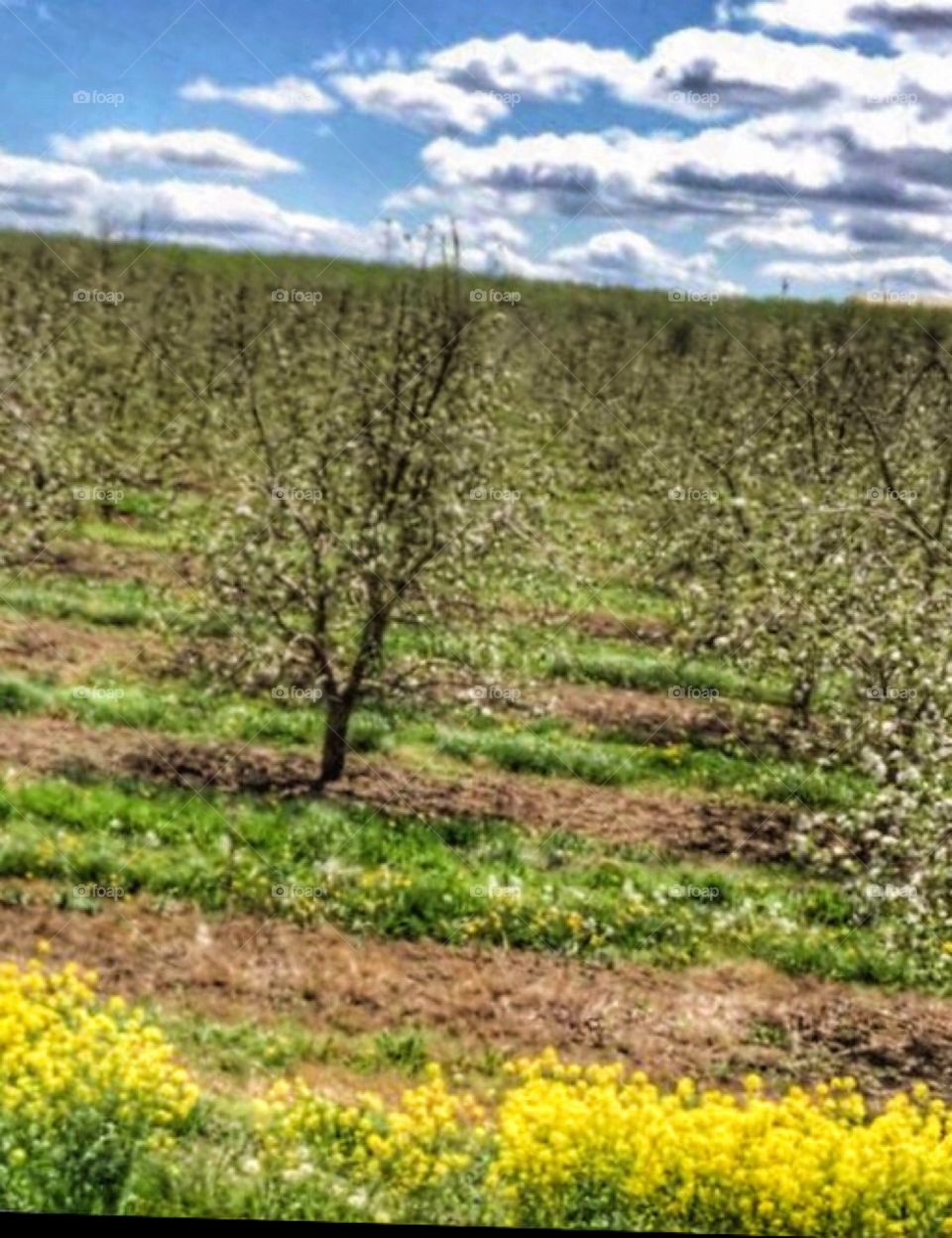 Apple orchards blooming in springtime 