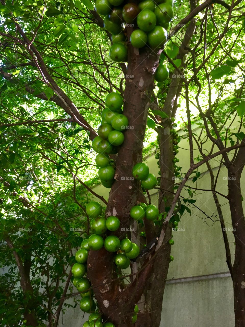 Jabuticaba 