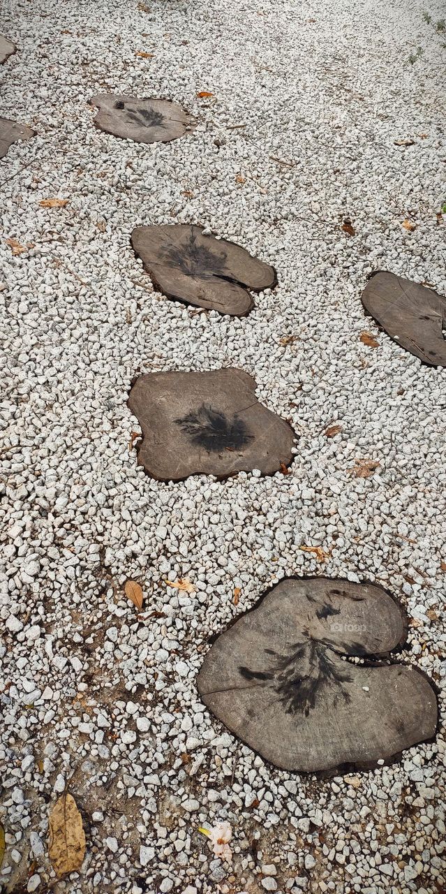 The unique shape of tree stem/ trunk on the ground.