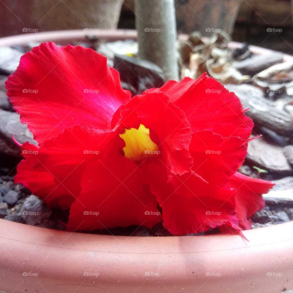 Deslumbrante Vermelha