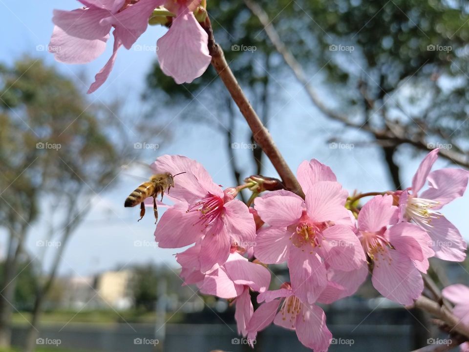 Cherry blossoms in the city