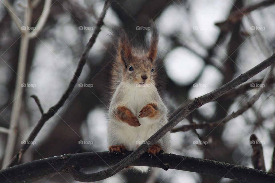 Squirrel on tree 