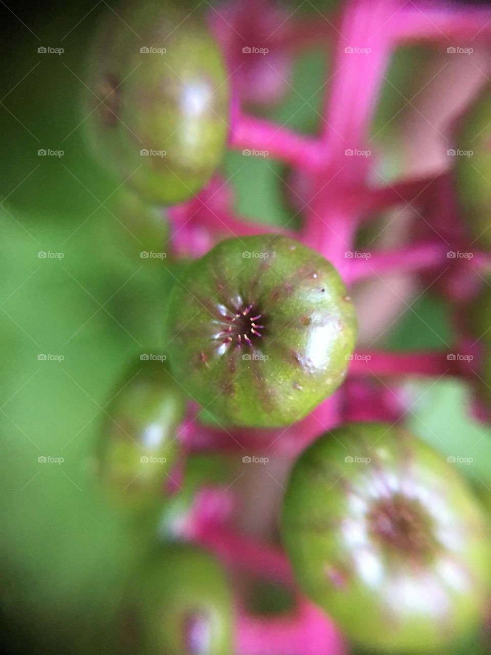 Berries turning color