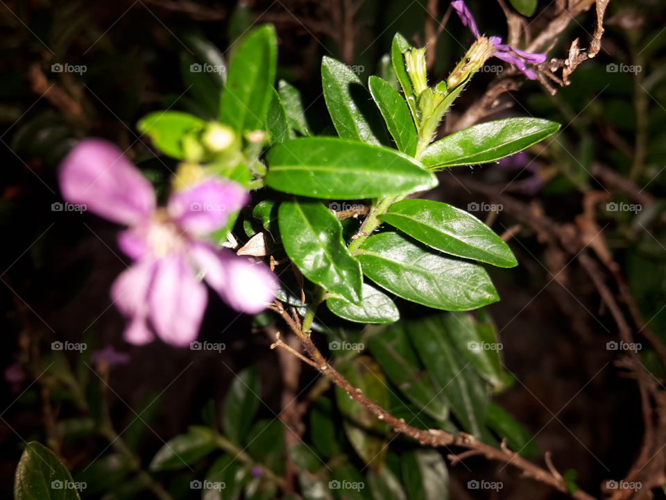 Nature, Flower, Leaf, Flora, No Person