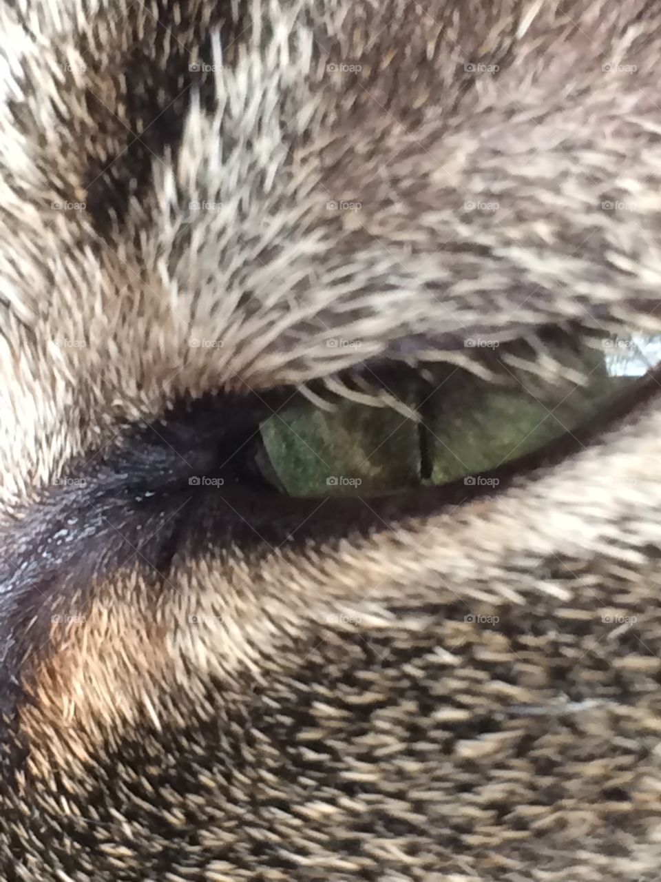 Close up of cats squinting eye