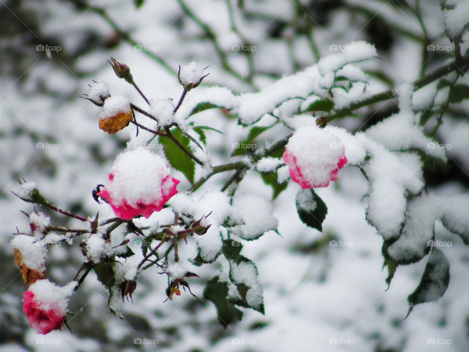 Flower with Snow