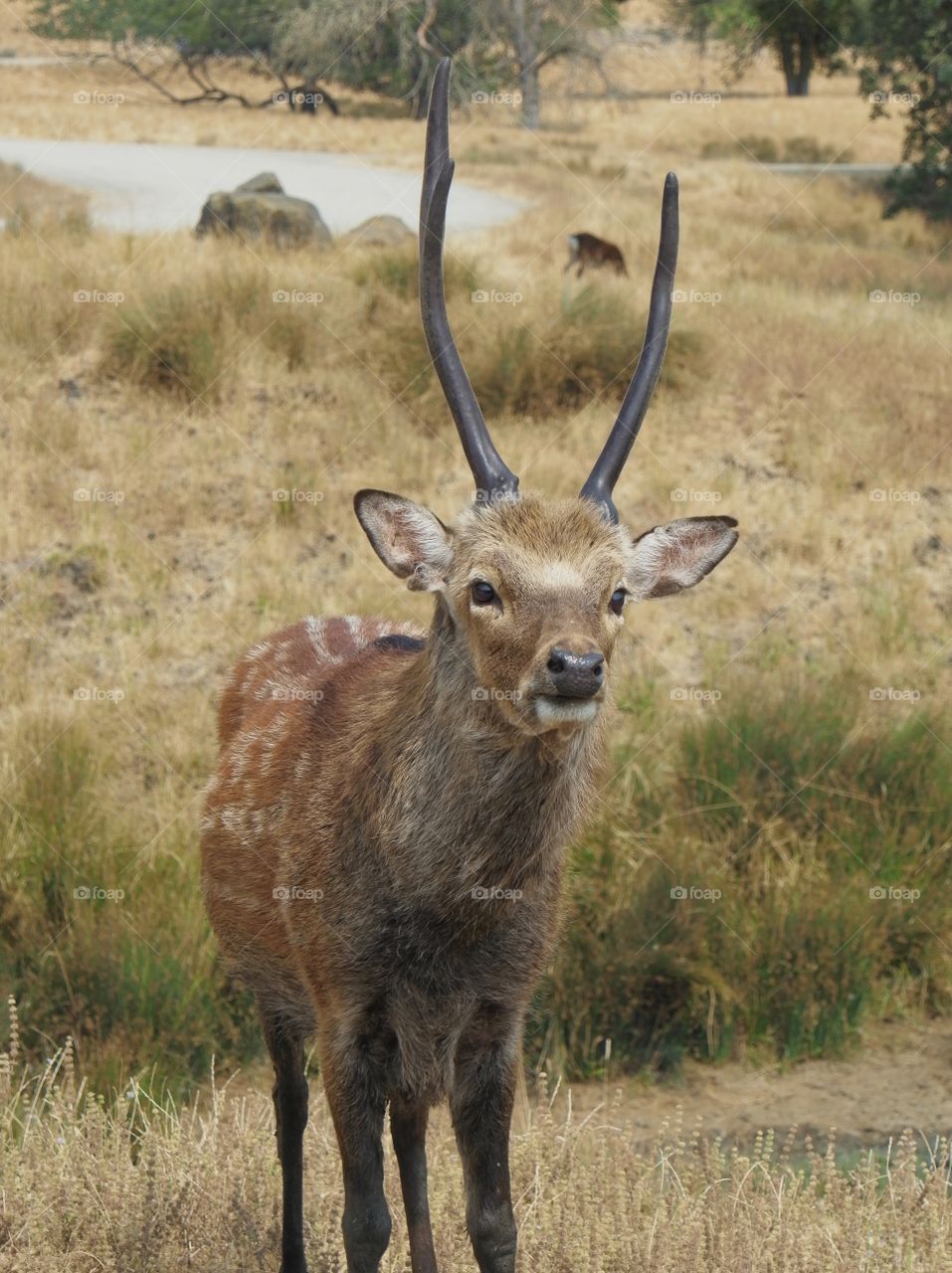 An antelope with tall sharp horns stares back at tourists as they drive by at the Wildlife Safari in Southern Oregon. 