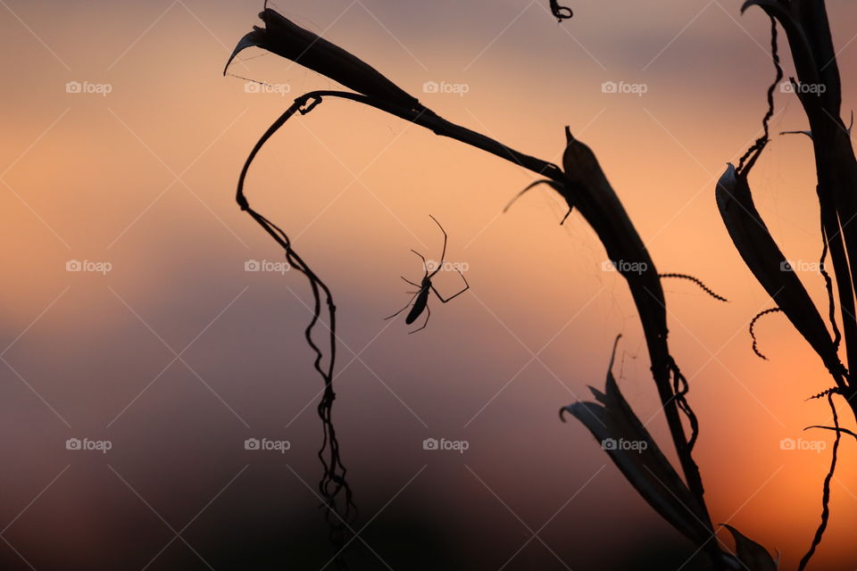 sunset and spider
