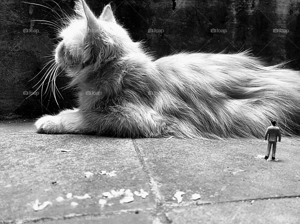 From the world of liliput, the cat of prey