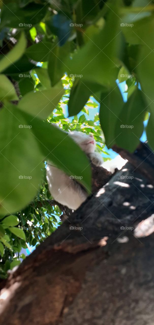 gato na árvore