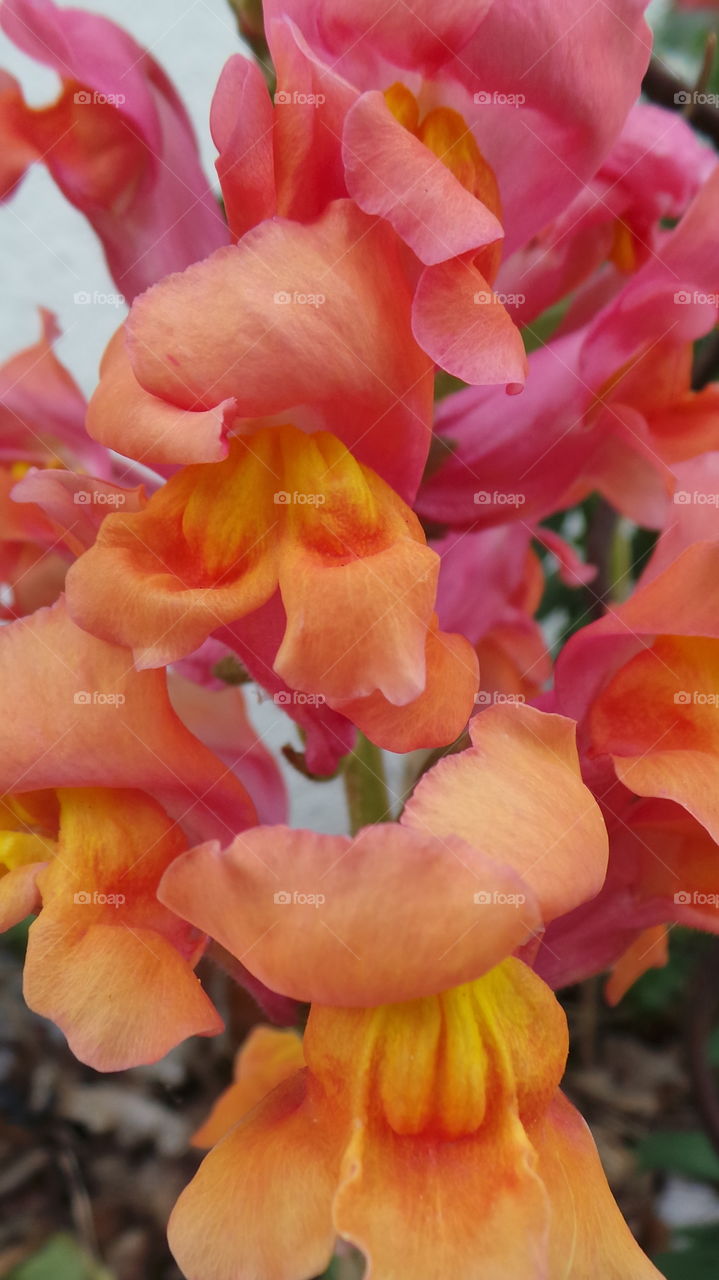 Antirrhinum / snap dragon / dragon flowers .
beautiful bright tricolours. uk
is a genus of plants commonly known as dragon flowers or snapdragons because of the flowers' fancied resemblance to the face of a dragon that opens and closes its mouth when laterally squeezed. They are native to rocky areas of Europe, the United States, and North Africa.