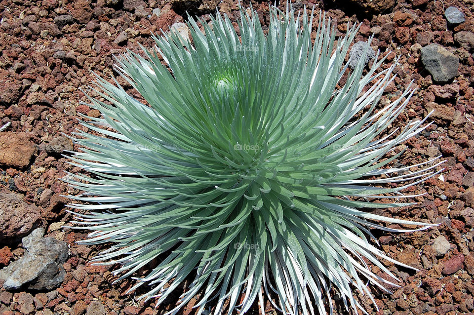 
Haleakala Silverswords, Maui, Hawaii