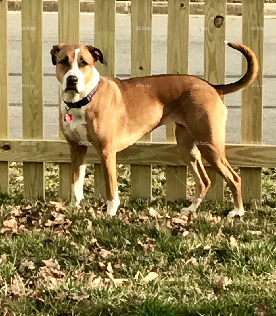 Dog by Fence