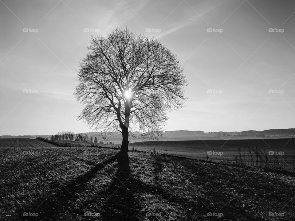 Lonely tree