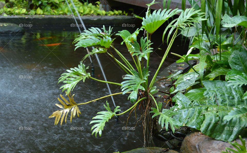 Plants near pond