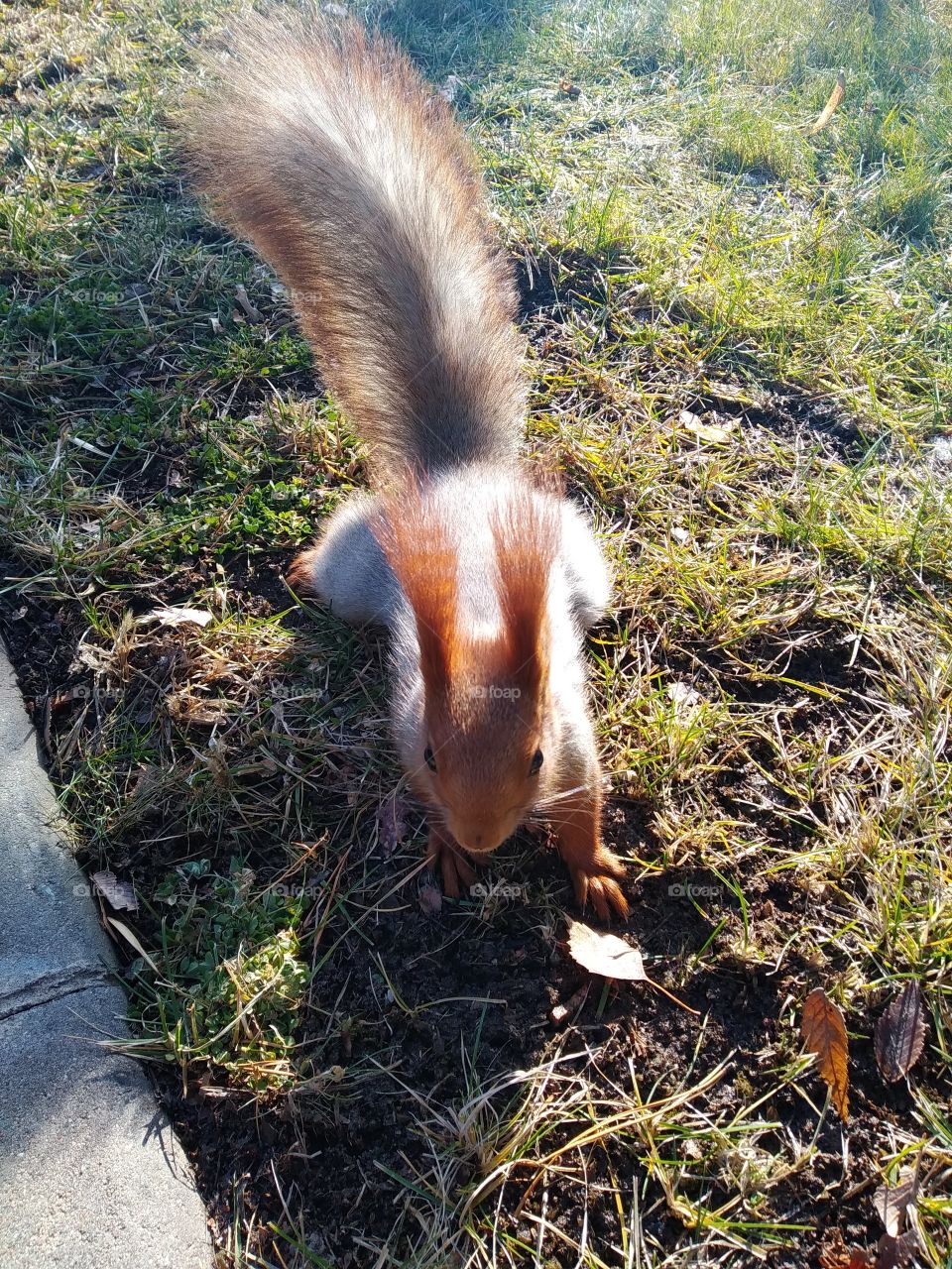 Squirrel